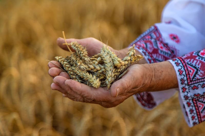 Mujer sosteniendo espigas de trigo maduro con ambas manos en campo agrícola
